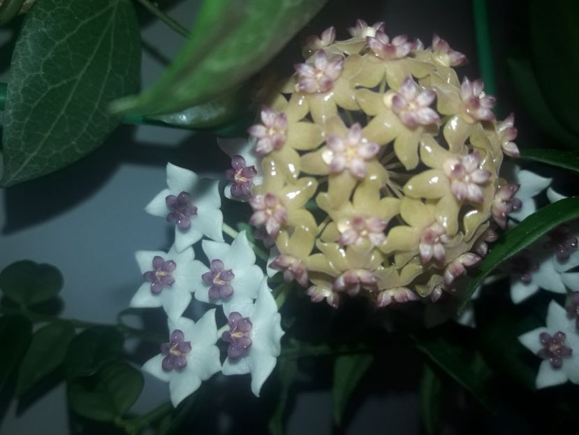  - 0 hoya infloriri in grup