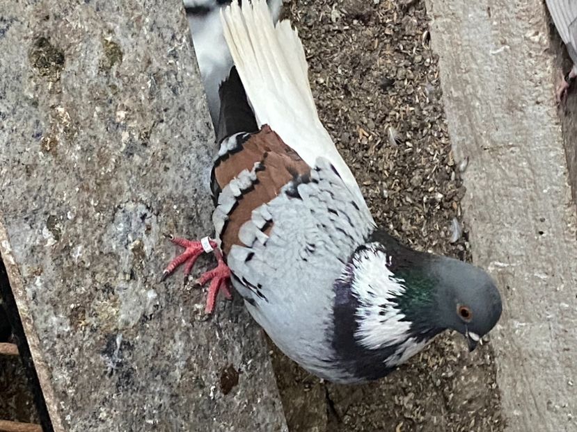 F1B28B34-0DFA-4183-9B89-DCD49B0D6629 - Vargati codalbi