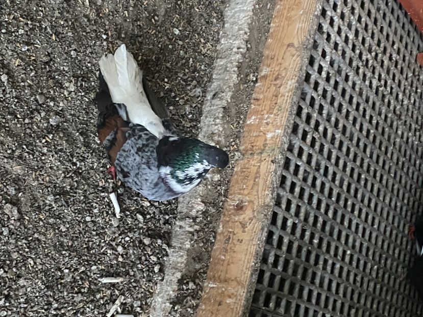 A9F81BD8-5486-401D-99DF-1A95085EA00D - Vargati codalbi