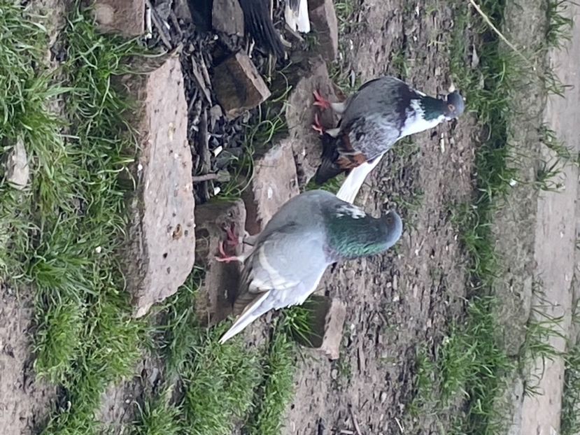 DFB2EF34-F2E0-4EAC-AAB8-E3BB64284709 - Vargati codalbi