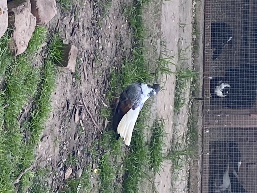 8624BA49-E366-40A0-8A78-CC2F0ECB548E - Vargati codalbi