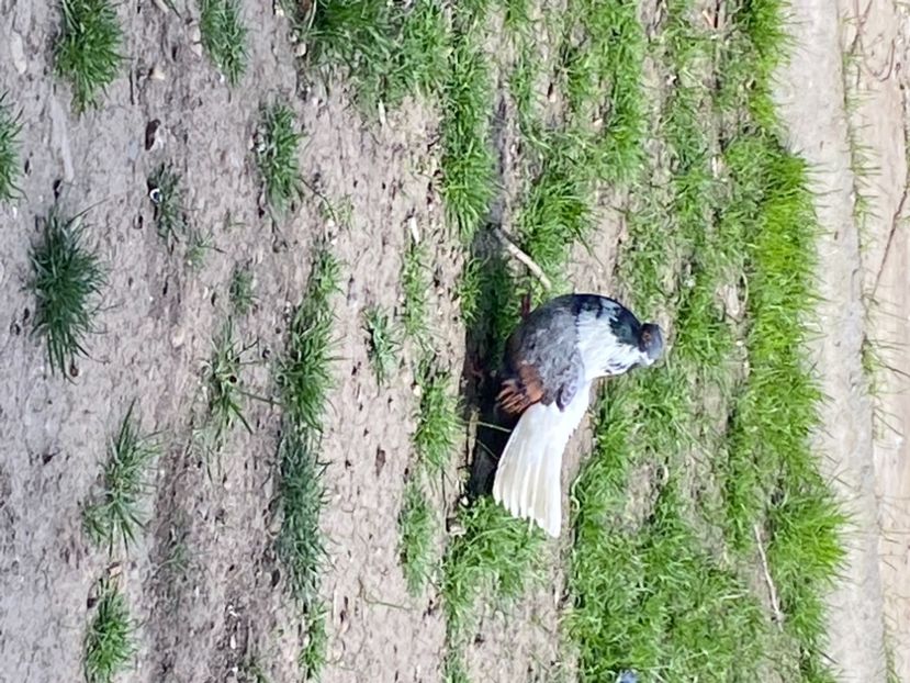 3B2B84E3-817E-474D-ADCA-6E8B0315D125 - Vargati codalbi