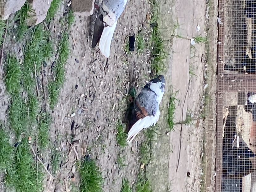 EE17E182-ABAD-4D89-B83B-FBF6D31B1977 - Vargati codalbi