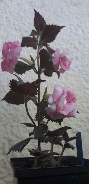  - 0001 2022 - BriD s ROSAMARIE