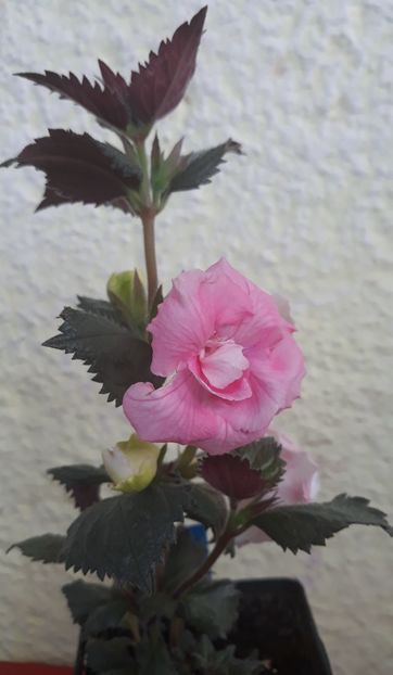  - 0001 2022 - BriD s ROSAMARIE