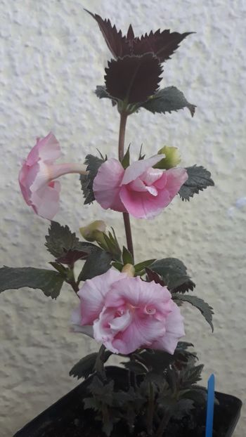  - 0001 2022 - BriD s ROSAMARIE