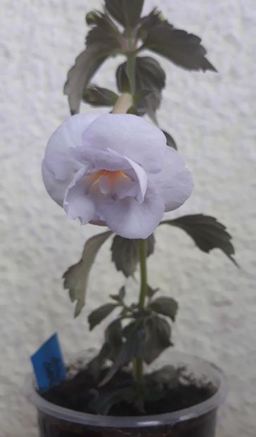  - 0001 2022 - BriD s BARBARA