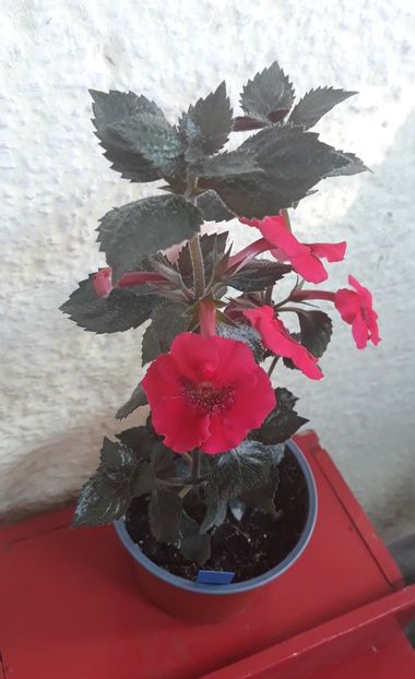  - 0001 2022 - Red Spectacular