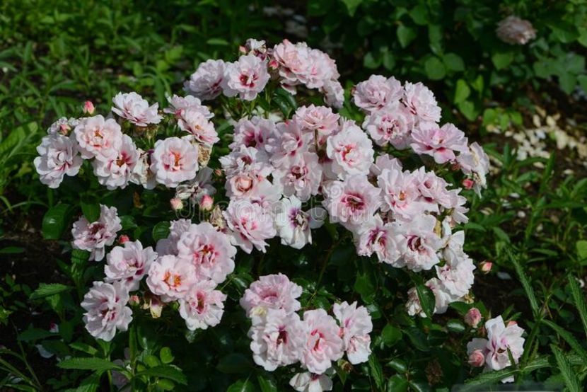 rose-variety-angel-eyes-flowering-garden-189028969 - Noutati trandafiri 2015 - 2024