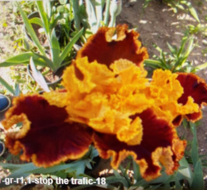 F341BFD2-F8D6-417C-996B-11C755932FC7 - Iriși dorinte