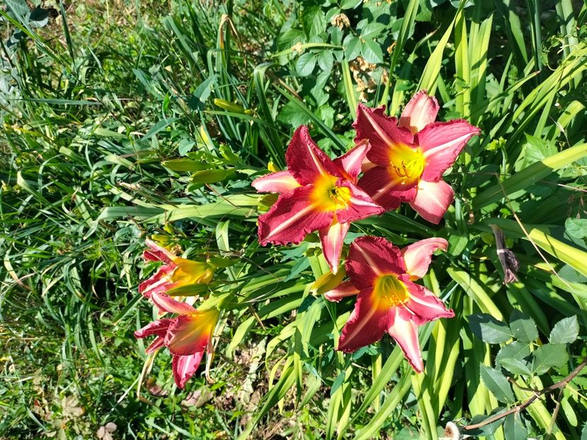 IMG20220618114949 - Iunie 2022 1