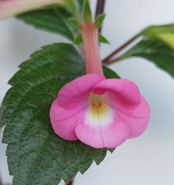  - BRID-S DORNROSCHEN