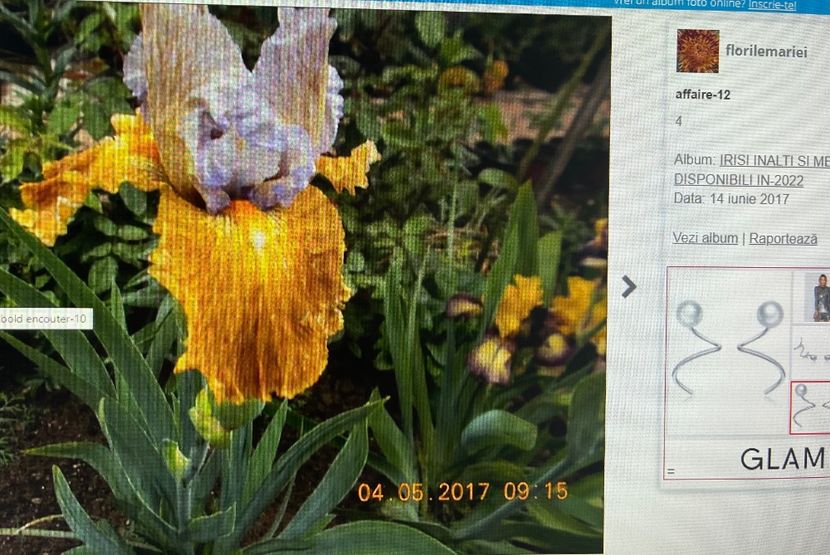 9CBA95F7-F98D-4ED6-AA4A-E42D89AFE7E6 - Iriși dorinte