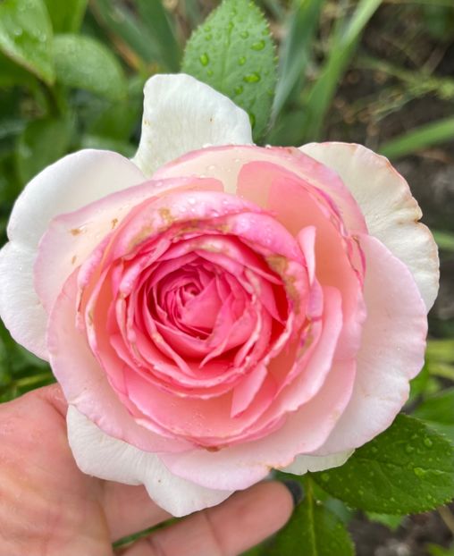 Edem rose - Trandafiri la baltă 2021