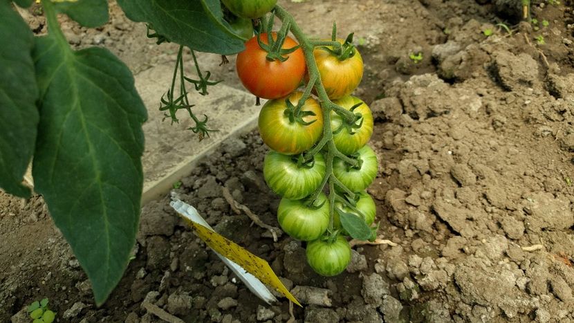 Tigerella - Iunie 2022 tomate