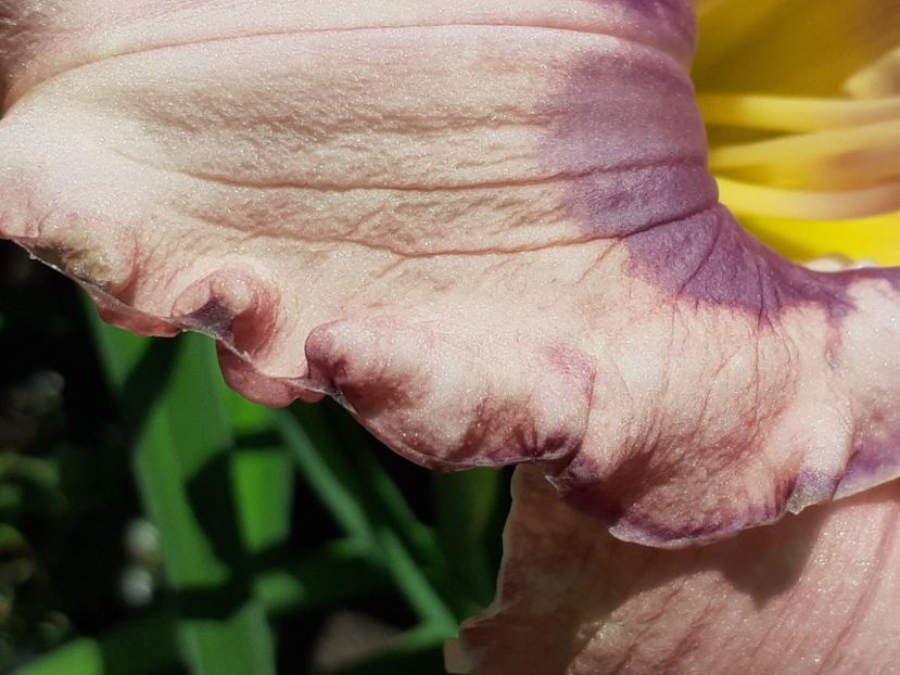  - Hemerocallis 2022