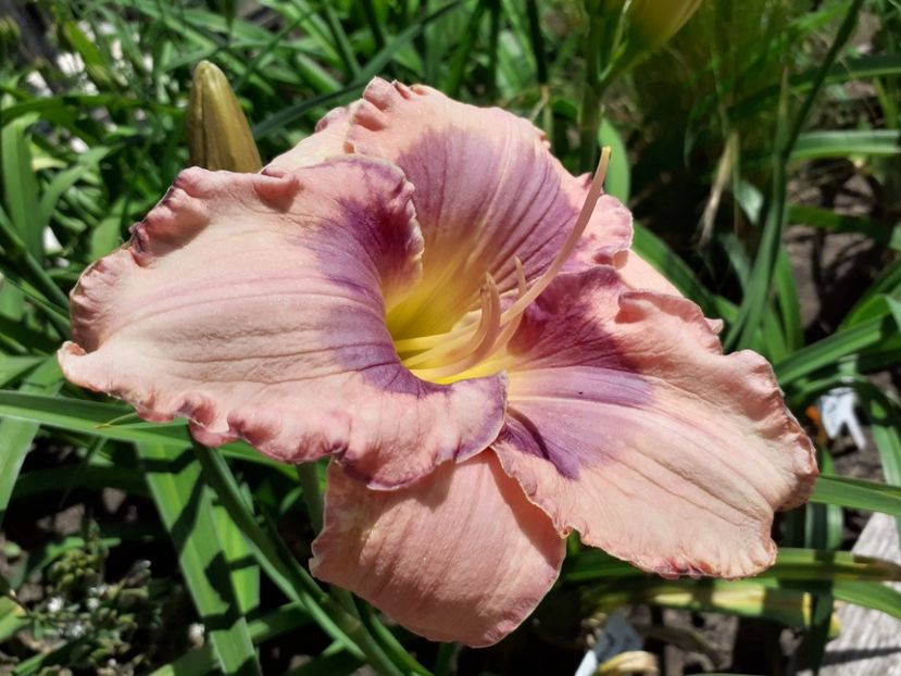  - Hemerocallis 2022