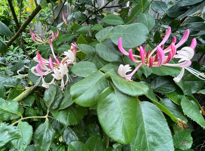 E1E0403F-FD8F-436D-9221-F19D653982BC - Arbuști 2021-2023