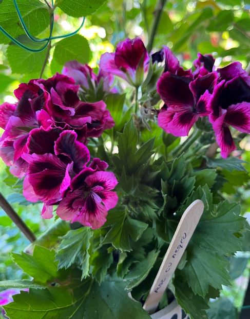 8775060B-02E1-4864-9933-D66414BCD6AC - Muscate 2021 22