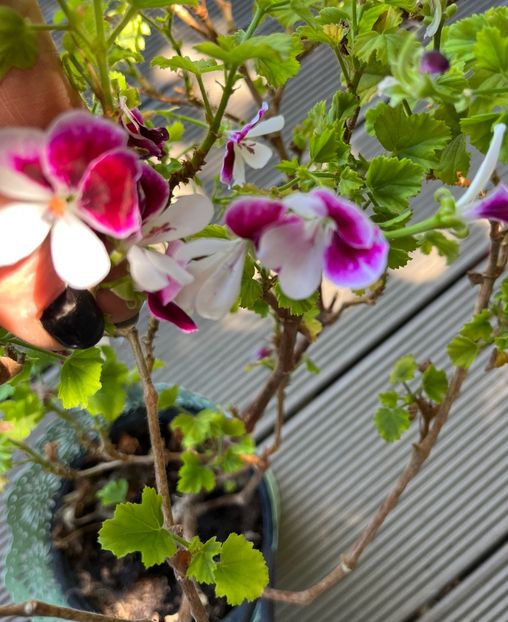 E7BEAE75-A073-4775-B68D-4BBD18DC5607 - Muscate 2021 22