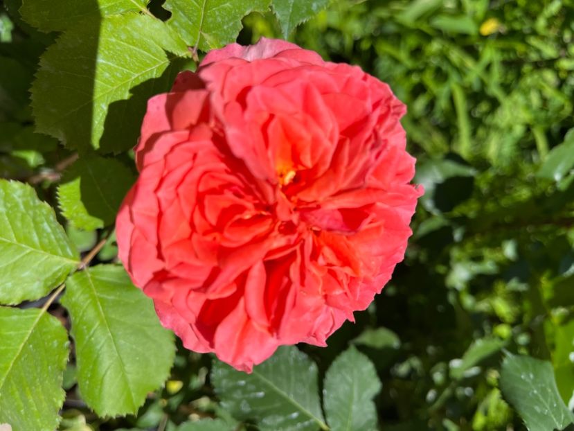 BF369AE4-09EE-40B3-8E71-82458E35E230 - Trandafiri 2022 2