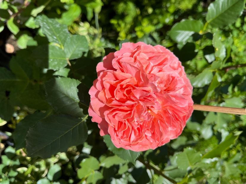 3D1EBF04-44DA-4C52-B90A-E052E9158F2B - Trandafiri 2022 2