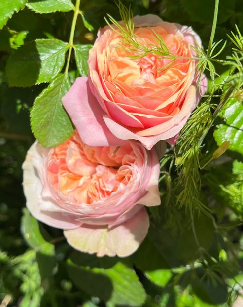 5B958C65-9ACA-4BA6-9D5F-7067208B0563 - Trandafiri 2022 2