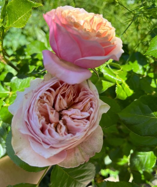 B657ED25-1779-4536-AD49-4F6B4D8A657F - Trandafiri 2022 2