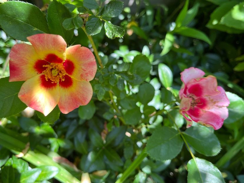 FD44668E-DA6F-4D8E-B9F2-75B1B1A1C6E4 - Trandafiri 2022 2