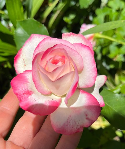 C285AF64-848C-424E-AB7F-6BBB05C46F89 - Trandafiri 2022 2