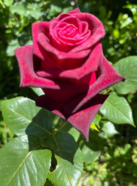 46F55236-064C-4837-8C77-8EFB051D8795 - Trandafiri 2022 2