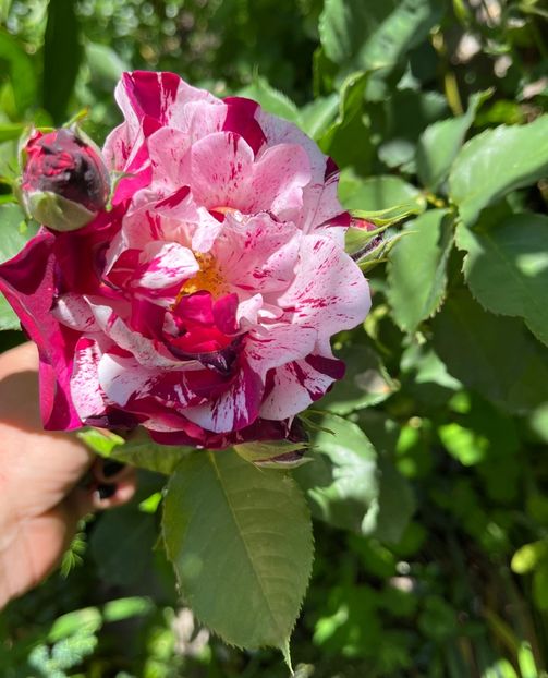 D9CC2E33-3E3D-4479-A423-8709D56E43B9 - Trandafiri 2022 2