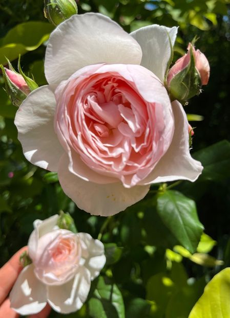 85E81528-54E3-4EAC-91E9-6FB8C19D66E7 - Trandafiri 2022 2