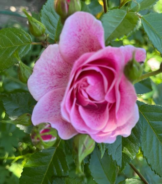 8EA42E45-9CD4-481D-AFD6-DDBEFA2B66D8 - Trandafiri 2022 2