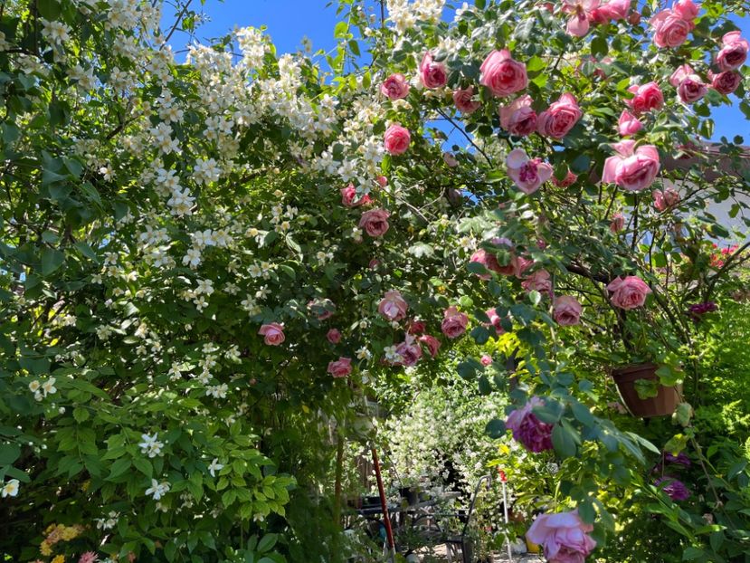 1F0B4646-92DF-4994-939C-98F3D0AD620E - Trandafiri 2022 2