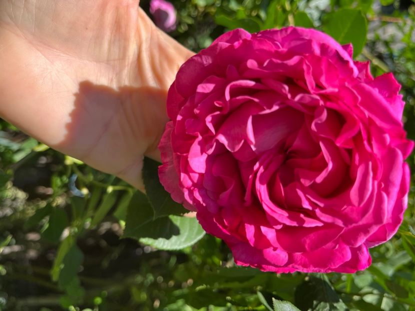 9636A56E-AD57-427F-B2E6-3E0AD687E5A2 - Trandafiri 2022 2