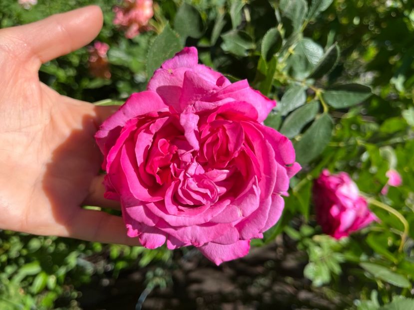 FBC75923-DA0A-42E8-9BF9-128CC172233C - Trandafiri 2022 2