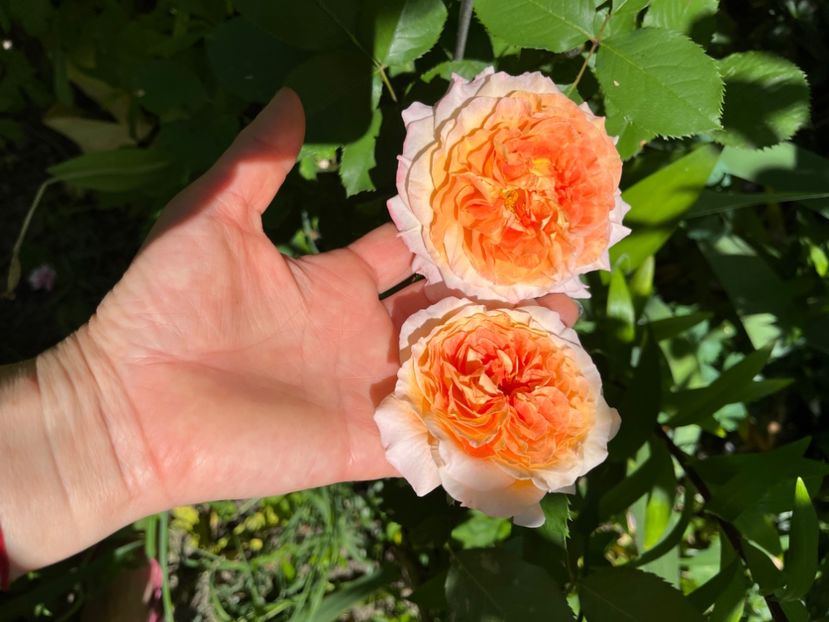 34949993-FAAE-49BA-9BBE-47B2DC53D07A - Trandafiri 2022 2