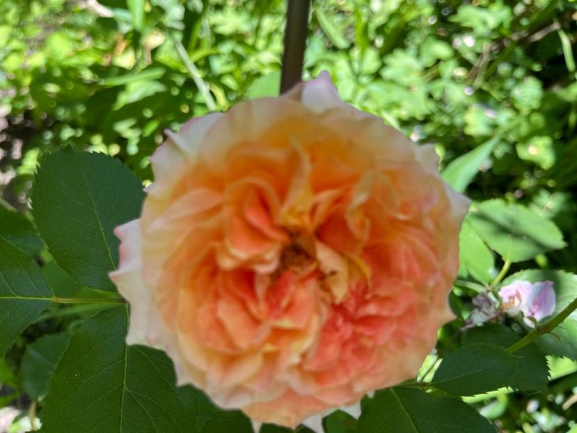 7EE9F5AF-AFED-47C2-8D88-44731353C301 - Trandafiri 2022 2