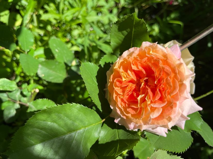 2DE9D8E1-0AFA-4677-81A2-884B0EC6057B - Trandafiri 2022 2