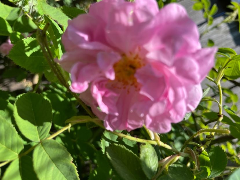 17832C1C-94DC-4776-AC6E-AF52C287C5B0 - Trandafiri 2022 2