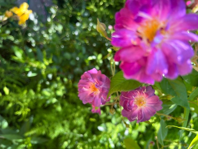 E2540FA3-B02A-498F-83FC-58E3315FE315 - Trandafiri 2022 2