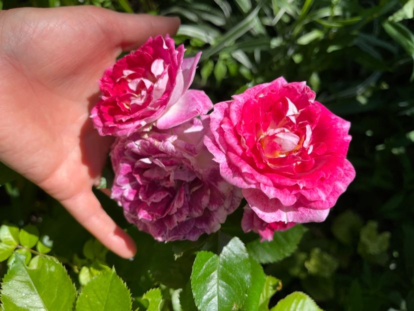 F7D2BE54-8E42-494C-8817-29077645773A - Trandafiri 2022 2