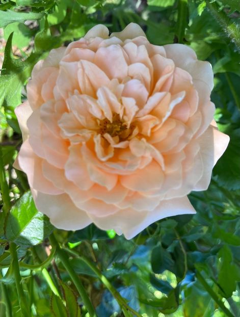 E2CADE9F-BF6C-41DD-A12A-2B703813EF34 - Trandafiri 2022 2