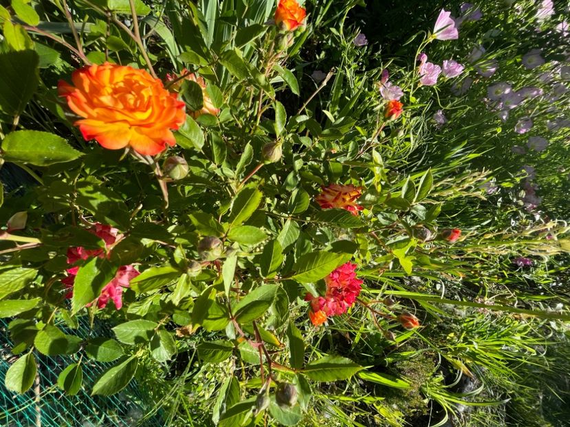 1407BE95-1D39-4756-BBAB-F1930CA2073A - Trandafiri 2022 2