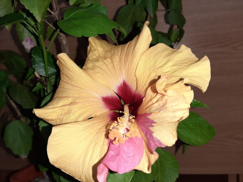  - Florile mele în iunie 2022