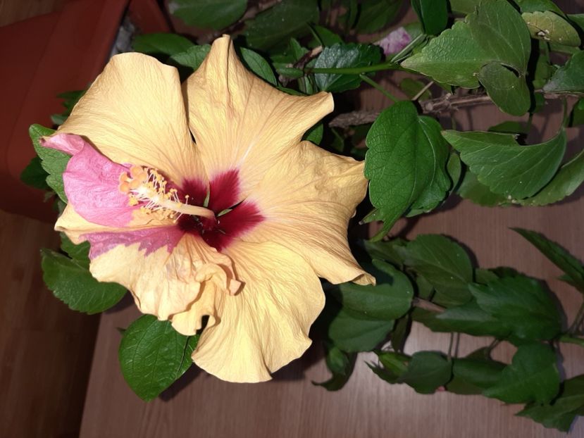  - Florile mele în iunie 2022