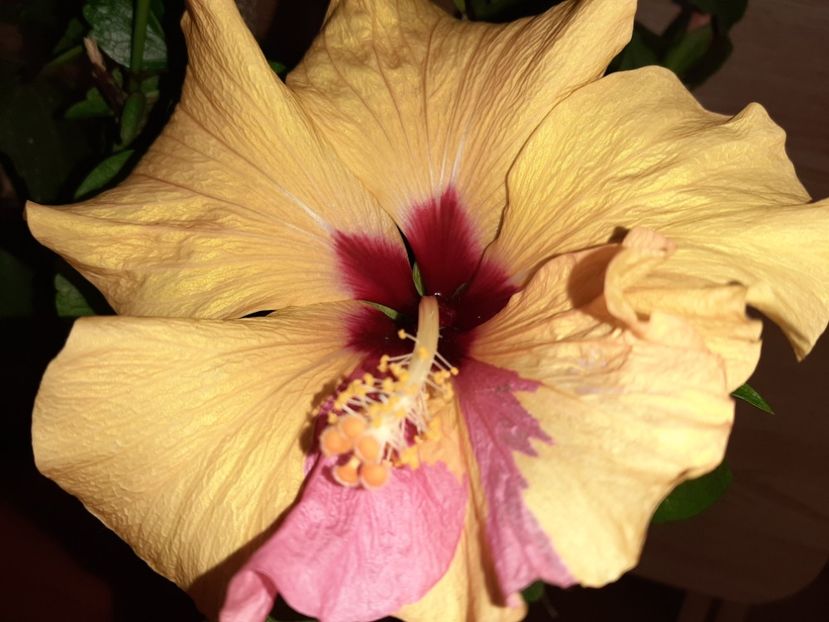  - Florile mele în iunie 2022