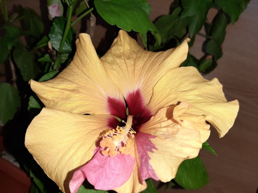  - Florile mele în iunie 2022