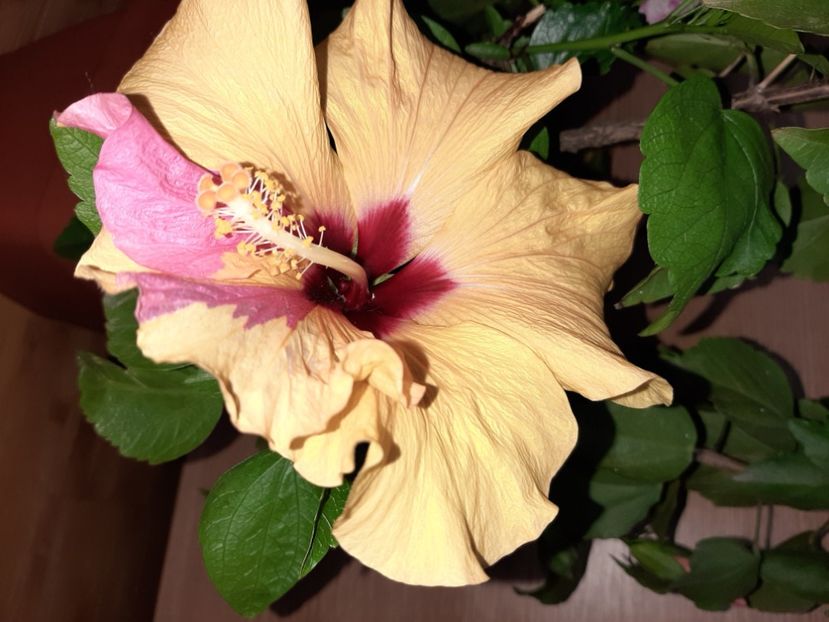  - Florile mele în iunie 2022